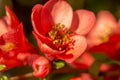 Chaenomeles flowers Royalty Free Stock Photo