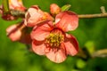 Chaenomeles flowers Royalty Free Stock Photo