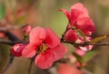 Chaenomeles Japanese flowers