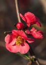 Chaenomeles Japanese flowers