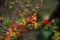 Chaenomeles Japanese quince, flowering branch with pink flower