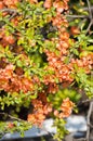 Chaenomeles Japanese quince, flowering branch with pink flower