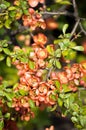 Chaenomeles Japanese quince, flowering branch with pink flower