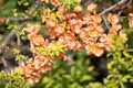 Chaenomeles Japanese quince, flowering branch with pink flower