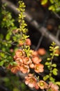 Chaenomeles Japanese quince, flowering branch with pink flowers and young green leaves in spring Royalty Free Stock Photo