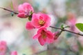 Chaenomeles. Japanese quince. Spring pink flowers background.