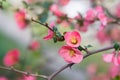 Chaenomeles. Japanese quince. Spring pink flowers background. Royalty Free Stock Photo