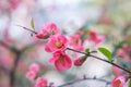 Chaenomeles. Japanese quince. Spring pink flowers background.