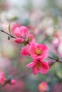 Chaenomeles. Japanese quince. Spring pink flowers background. Royalty Free Stock Photo