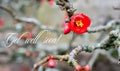 Chaenomeles Japanese. Red spring flowers in garden with text. Get well soon