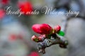 Chaenomeles Japanese. Red spring flowers in garden with text. Goodbye winter welcome spring