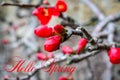 Chaenomeles Japanese. Red spring flowers in garden with text. Hello spring