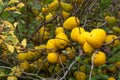 Chaenomeles japonica Royalty Free Stock Photo