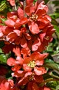 Chaenomeles maulei flowers