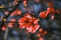 Chaenomeles japonica blossoms
