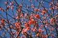 Chaenomeles japonica blossoms