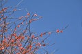 Chaenomeles japonica blossoms