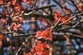 Chaenomeles japonica blossoms