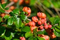 Chaenomeles japonica branch in bloom, Japanese quince, spring time Royalty Free Stock Photo