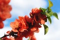 Chaenomeles japonica. Branch of blooming Japanese quince against blue sky with white clouds. Spring blossom of cydonia