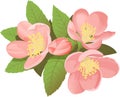 Chaenomeles japonica flower