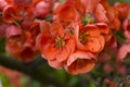 Chaenomeles japonica flower Royalty Free Stock Photo