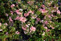 Chaenomeles japonica Flowers from April to May is the original species Shrubs of the genus are hardened, relatively irregular habi