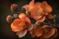 Chaenomeles japonica, Japanese quince