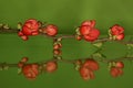 Chaenomeles japonica, Japanse sierkwee Royalty Free Stock Photo