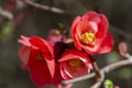 Chaenomeles japonica pink flowers blooming in spring