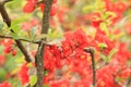 Chaenomeles japonica. Red flowers on a bush branch close-up Royalty Free Stock Photo