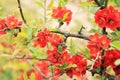 Chaenomeles japonica. Red flowers on a bush branch close-up Royalty Free Stock Photo
