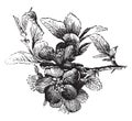 Chaenomeles Japonica vintage illustration