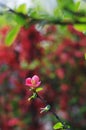 chaenomeles lagenaria flowers