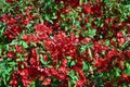 North Korea. Chaenomeles lagenaria loisel Royalty Free Stock Photo