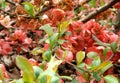 Chaenomeles plant