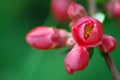 Chaenomeles (Quince bud)