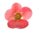Chaenomeles speciosa flower Royalty Free Stock Photo