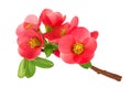 Chaenomeles speciosa or japanese quince flower isolated on white background Royalty Free Stock Photo