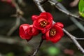 Chaenomeles x superba \'Knap Hill Scarlet Royalty Free Stock Photo