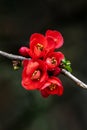 Chaenomeles x superba \'Knap Hill Scarlet Royalty Free Stock Photo