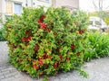 Japanese quince bush grows on urban street