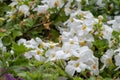 Chaenostoma cordatum (Thunb.) Benth..Ornamental Bacopa flowers Royalty Free Stock Photo