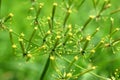 Chaerophyllum aromaticum grows in nature