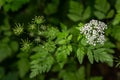 Chaerophyllum aureum Golden Chervil Golden Chervil Royalty Free Stock Photo