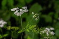 Chaerophyllum aureum Golden Chervil Golden Chervil Royalty Free Stock Photo
