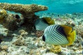 Chaetodon auriga in the background with coral reef