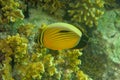 Chaetodon Austriacus or Blacktail Butterflyfish observes surroundings near a coral reef with hard corals and seeks food.