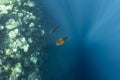 Chaetodon collareunderwater in the ocean of egypt, underwater in the ocean of egypt, Chaetodon collare underwater photograph Royalty Free Stock Photo