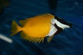 Chaetodon, exotic fish Royalty Free Stock Photo